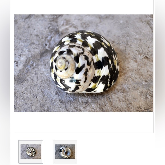 Sterling Troca Shell Hammered Bracelet - Picture 7 of 7